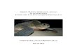GREEN TURTLE CHELONIA MYDAS STATUS …...The Green Turtle Status Review Team (SRT) has undertaken a review consistent with section 4(a)(1) of the Endangered Species Act (ESA), using