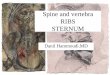 Spine and vertebra - Sinoe Medical Associationsinoemedicalassociation.org/AP/Spinevertebra.pdfStructural Support •Head, shoulders, chest •Connects upper and lower body •Balance