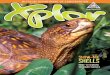 Xplor Magazine May/June 2017...before dinosaurs made their debut. Turtles haven’t changed much since then. With protective shells and other successful survival strategies, they didn’t