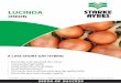 Lucinda - Starke Ayres · LUCINDA ONION. SEEDS OF SUCCESS CUSTOMER SERVICES: 0860 782 753 • • MEMBER OF THE PLENNEGY GROUP SEEDS OF SUCCESS Market aim Fresh market with some storage
