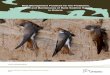 Best Management Practices for the Protection, Creation and ...€¦ · Page 1 | Best Management Practices for the Protection, Creation and Maintenance of Bank Swallow Habitat in Ontario