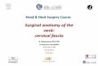 Head & Neck Surgery Course - ORL NIMES › pdf › neck_cervical_fascia_anatomy.pdf · 2015-03-05 · Middle Layer of the Deep Cervical Fascia Muscular Division – Superior border