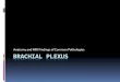 Anatomy and MRI Findings of Common Pathologies BRACHIAL …bonepit.com/Lectures/Brachial Plexus Jason Barksdale.pdf · In this talk… Anatomy of the Brachial Plexus Compartments