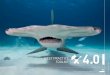 BEST PRACTICE TOOLKIT - d2ouvy59p0dg6k.cloudfront.netd2ouvy59p0dg6k.cloudfront.net › ...bestpracticeguide... · responsible shark and ray tourism – a guide to best practice 45