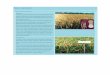 Rice varieties - bina.portal.gov.bdbina.portal.gov.bd › sites › default › files › files › bina... · major insect -pests specially to Brown Plant Hopper (BPH) and hispa