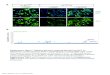 m /p S-EGFP m EGFP /p - Nature Research · Supplementary Figure 4.Original western blots for figure 2e.Lane 1, 2, and 3 of the blot indicated western blot analysis of the drug treated