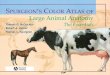 Spurgeon's Color Atlas - download.e-bookshelf.de...Spurgeon's color atlas of large animal anatomy: the essentials / Thomas O. McCracken, Robert A. Kainer, Thomas L. Spurgeon p. cm