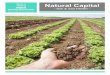Natural Capital - Nestlé...Natural Capital - Soil & Soil Health - Nestlé's mission is to respond to the needs of consumers by offering safe, nutritious and healthy foods and beverages
