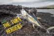 the tuna herders - Home | Nature Picture Library Herders.pdfheart in a brilliant spray of blood. Then a few violent shakes rips off the fish’s head before the feast begins. The half-grown