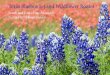 Texas Bluebonnet and Wildflower Routes: South and East of ...media.equipu.com › eBooks › TBR-SouthOFSanAntoio-Routes.pdf: - paintbrush field. Mann RD west of Poteet: - large paintbrush