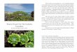 Coastline...Hawaiian Islands No significant uses have been reported for this beach plant. In Hawaiian legend, Hi`iaka was the sister of Pele, the volcano goddess. This plant had grown