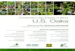 Conservation Gap Analysis of Native U.S. Oaks · DISTRIBUTION AND ECOLOGY Quercus cedrosensis, or Cedros Island oak, is distributed across ... silviculture, ranching, and/or grazing: