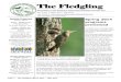 The Fledgling - Southern Adirondack Audubon Society · The Fledgling Newsletter of the Southern Adirondack Audubon Society, Inc. Spring 2014 programs previewed Constellations, bird