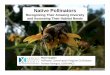Native Pollinators - Diversity and Habitat Assessment.ppttppcwebsite.org/wp-content/uploads/2017/01/Native-Pollinators... · Source: Ascher and Pickering. 2015. Discover Life bee