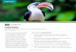 TANZANIA › pdfs › Tanzania 2017.pdf · 2016-02-08 · TANZANIA BIRDING AND PHOTOGRAPHY WITH REINIER MUNGUIA May 10-23, 2017 Tanzania is known for its large wildlife — particularly