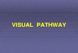 VISUAL PATHWAY - Doctor 2016 - JU Medicine...Dorsal “Where” pathway • Information about dynamic object properties-motion and spatial relationships • Fast pathway for transient
