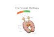 The Visual Pathway - TAUhezy/cns/p5.pdf · The Visual Pathway: functional columns. The Visual Pathway: functional columns. The Visual pathway: Functional Columns. The Visual Pathway: