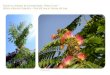 Acacia (ou mimosa) de Constantinople, l’Arbre à … › wp-content › uploads › 2018 › 09 › ppt...Acacia (ou mimosa) de Constantinople, l’Arbre à soie – Albizia Julibrissin