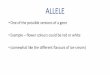ALLELE - Weebly · ALLELE •One of the possible versions of a gene ... Incomplete dominance –in the heterozygous, phenotype is a blend of the two alleles present. ... (here A &