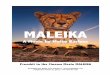 MALEIKA · Cheetahs have a body length of 1,2 metres, the tail is 70 centimetres long. Males have a weight of 50 to 70 kilos, females up to 45. African cheetahs like Maleika hunt