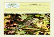 AGRION - Worldwide Dragonfly Association › ... › docs › agrion › Agrion_19-2_July2015_… · A checklist of the dragonflies from the North-Western of Isiboro-Sécure Indian