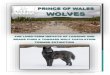 Prince of Wales Wolves - Audubon Alaska · PRINCE OF WALES WOLVES . The long-term impacts of logging and roads push a Tongass wolf population toward extinction . Executive Summary