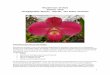 Woodstream Orchids Summer 2018 Phragmipedium Species ... › WSO Phrag List Summer 2018.pdf · Summer 2018 . Phragmipedium Species, Hybrids, and Select Divisions! ... and Zane’s