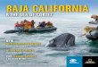 & THE SEA OF CORTEZ...Bahía Magdalena Enter the peaceful birthing lagoons of gray whales for magical encounters, pg. 14 Los Islotes Snorkel & swim with playful sea lions, pp. 6, 10,