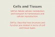 Cells and Tissues - Polk County School District and Tissues... · Cells and Tissues SAP1d. Relate cellular metabolism and transport to homeostasis and cellular reproduction. SAP1e