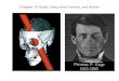 Phineas Gage - Rutgers Universitynwkpsych.rutgers.edu/~jose/courses/CNS-execcontrol.pdf · 2012-04-25 · Gross anatomy and connections The prefrontal cortex is directly connected