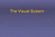 The Visual Systemmsg2018.weebly.com/.../visual-system_slides_3.pdf · The Visual System . Anatomy of the eye . Anatomy of the eye . Anatomy of the eye . Anatomy of the eye . ... Visual