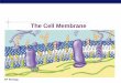 The Cell Membrane - Mrs. Chassard's Biology€¦ · Cell membrane separates living cell from ... Play a key role in cell-cell recognition ... digestion non-specific process triggered