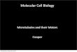 PowerPoint Presentation - Microtubules & their Motorsmcb5068.wustl.edu/MCB/Lecturers/Cooper/s/8_Microtubules… · Microtubules)and)their)Motors Intro Vesicle)Traﬃcking Cilia Mitosis
