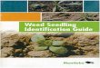 Weed Identification Guide - Province of Manitoba · Broadleaf Weed Identification Seedling, Broadleaf Weed To use table: Cotyledons generally reach their full size and shape by the