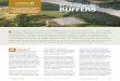 ECOLOGICAL BUFFERS - The Nature Conservancy...reducing development impacts to water quality, riparian buffers have also been shown to provide habitat and movement corridors for many