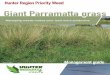 Hunter Region Priority WeedHunter Region Priority Weed Management guide Impacts Giant Parramatta grass is a serious pasture weed in the eastern parts of the Hunter Region. • Giant