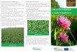 ORGANIC FARMING A Guide to Red Clover - Teagasc ·  · 2019-06-25ORGANIC FARMING A Guide to Red Clover Rural Economy & Development Programme Principles of Red Clover Establishment