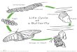 Caterpillar Eggs (Larva) Chrysallis Life Cycle ( (Pupa) a ... · Caterpillar Eggs (Larva) Chrysallis Life Cycle ( (Pupa) a Butterfly 00 0000 . Title: 1.Batterfly.pdf Author: Dan Sanderson