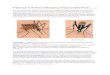 Arboviruses in the News: Chikungunya, Dengue and Zika Viruses … · Arboviruses in the News: Chikungunya, Dengue and Zika Viruses (15 Jan 2016) There has been recent spread of even