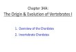 Chapter 34A: The Origin & Evolution of Vertebrates I...The Origin & Evolution of Vertebrates I 1. Overview of the Chordates 2. Invertebrate Chordates. 1. Overview of Chordates. Echinodermata