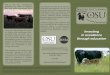 Beef Cattle Brochure - Oklahoma State University–Stillwateragecon.okstate.edu/cattleman/files/Beef Cattle Brochure8.pdf · Oklahoma State University, in compliance with Title VI