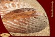 Premium Natursauerteig · Take the proven loaves out of the proofing chamber and place in the deck oven. Set at approx. 260 °C with a medium steam setting. After 3 min. open the