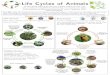 Life Cycles of Animals - Godinton Primary School · Life Cycles of Animals You have already looked at the life cycles of plants. Animals too have a life cycle, but there are some