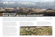 Restoring box gum grassy woodlands · ABOVE: Box gum grassy woodlands in the Huon Hills of the Albury-Wodonga region IMAGE: DAVE BLAIR Insights from long-term monitoring programs