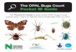 The OPAL Bugs Count Pocket ID Guide...How to use this Pocket ID Guide There are ten identification cards, covering different groups of invertebrates. It’s easiest to identify a bug