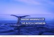 mARiNe mAmmAls Of the dutCh CARibbeAN · Human activities can negatively impact marine mammals, especially large whales that were formerly commercially tar-geted and in some islands