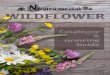 Naturescape Wild Flower Farm...2019/08/01  · you will find wildflower gardening a worthwhile pursuit. We welcome new customers unfamiliar to the subject and hope this catalogue/guide