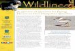 A Season of Success for Piping Plovers on New Hampshire ... · New Hampshire Fish and Game’s quarterly newsletter of the Nongame and Endangered Wildlife Program. A Season of Success