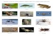 FLORA, FAUNA AND ANIMAL WILD LIFE AT CAPELANDS ESTATEcapelands.com/wp-content/uploads/Flora-Fauna-and... · FLORA, FAUNA AND ANIMAL WILD LIFE AT CAPELANDS ESTATE Sunbird Tailapia