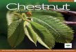 THE NEW JOURNAL OF THE AMERICAN CHESTNUT FOUNDATION · The NEW Journal of The American Chestnut Foundation ~ 1 DEAR CHESTNUT FRIENDS, Since I last wrote, I have had the great pleasure